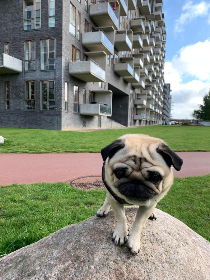 Cute Pug Guest Room Koppenhága Kültér fotó